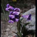 Penstemon speciosus Alkat (teljes növény)