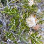 Chiliotrichum diffusum പുഷ്പം