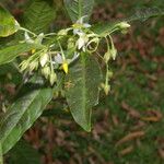 Hymenandra stenophylla Flor