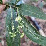 Nectandra angustifolia Λουλούδι