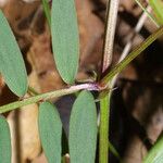 Vicia caroliniana 叶