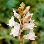 Linaria nivea Žiedas