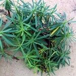 Euphorbia esula Leaf