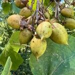 Paulownia tomentosaFroito