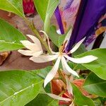 Magnolia × alba Цветок