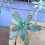 Dudleya greenei Feuille