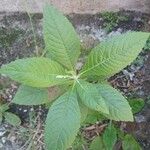 Clethra alnifolia Folio