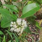 Syzygium guineense Blüte