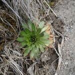 Draba jorullensis Blatt