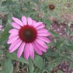 Echinacea purpurea Květ