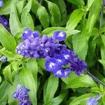 Salvia farinacea Flower