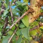 Commiphora madagascariensis Leaf