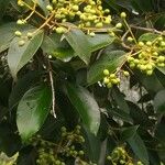 Ligustrum lucidumFruit