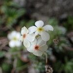 Androsace villosa Fleur