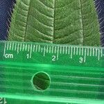 Miconia lacera Leaf