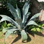 Agave shaferi Характер