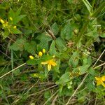 Hypericum hircinum Habitus