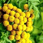 Tanacetum vulgare Flower
