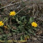 Calendula tripterocarpa Hábito