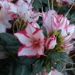 Rhododendron indicum Квітка