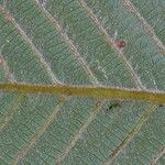 Cupania rufescens Leaf