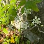 Anthriscus sylvestrisFlower