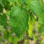 Capsicum baccatum Levél