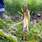 Erythronium oregonum Blüte