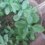 Mentha arvensisList