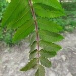 Rhus typhina برگ