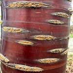 Prunus serrula Corteza