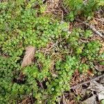 Gaultheria hispidula Blatt