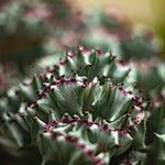 Euphorbia lactea Azala