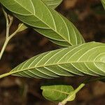 Annona reticulata Foglia