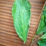 Terminalia superba Hoja
