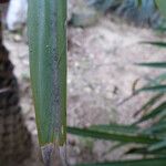 Copernicia alba Hoja