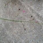 Talinum paniculatum Çiçek