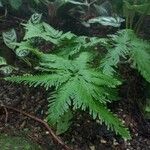 Selaginella umbrosa Feuille