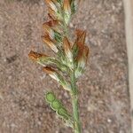 Sulla coronaria Flower