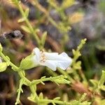 Stachys glutinosa Fiore