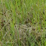 Schoenus nigricans Habitus