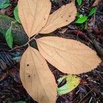 Luehea cymulosa Leaf