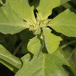 Euphorbia heterophylla Foglia