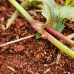 Commelina reptans പുറംതൊലി