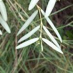 Euphorbia articulata 叶