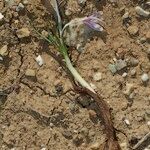 Colchicum pusillum Anders