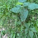 Scrophularia alpestris Fruit