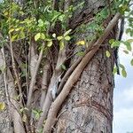 Ficus citrifolia Other