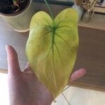 Alocasia cucullata Φύλλο