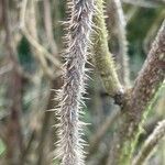 Rosa rugosa Bark